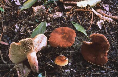Orangefuchsiger Milchling (Lactarius fulvissimus) - © Helmut Pidlich-Aigner